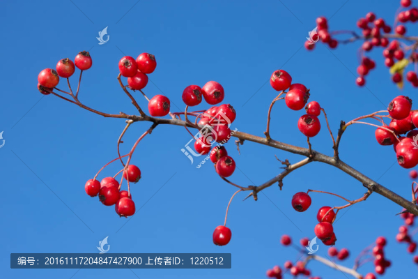 Hawthorn枝與漿果