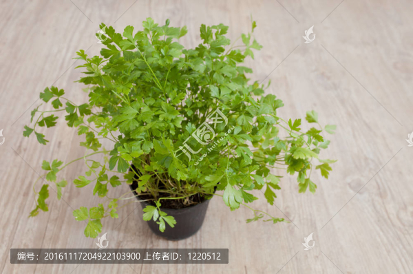 新鮮的香菜植物
