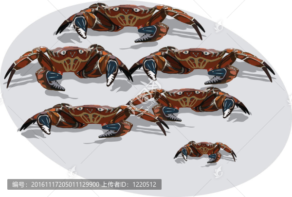 蟹
