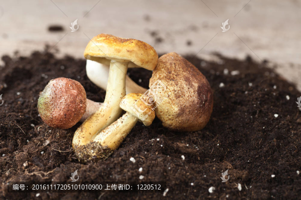 蘑菇