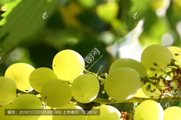 葡萄的背景