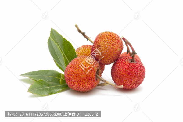 楊梅