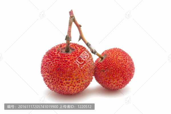 楊梅