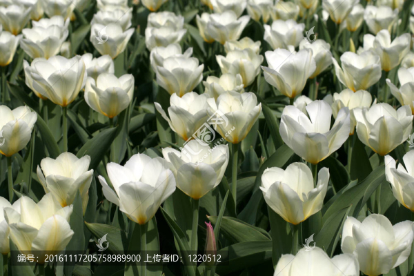 郁金香