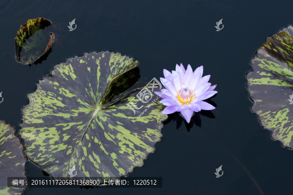 水百合