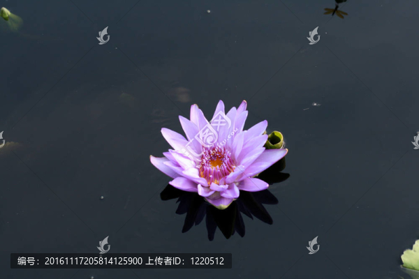 水百合