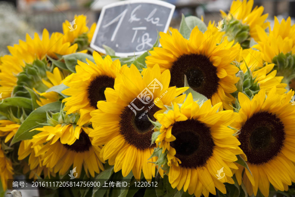 在法國(guó)市場(chǎng)擺攤出售向日葵布赫