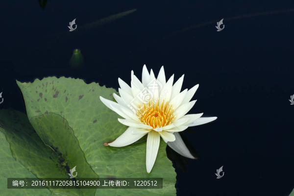 水百合