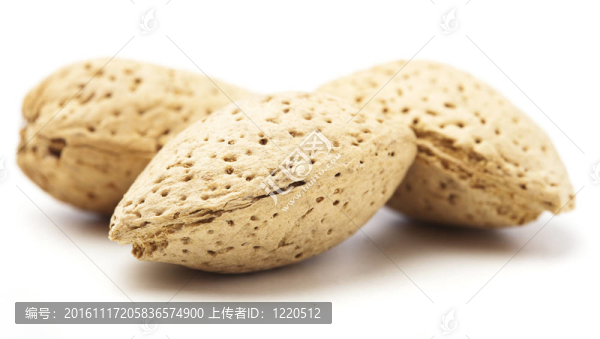 杏樹