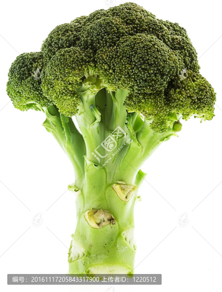 西蘭花中分離