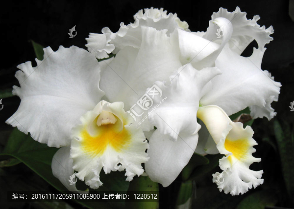 蘭花