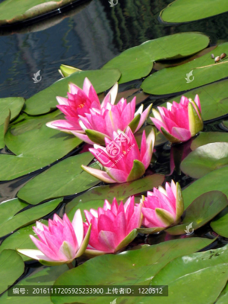 水百合