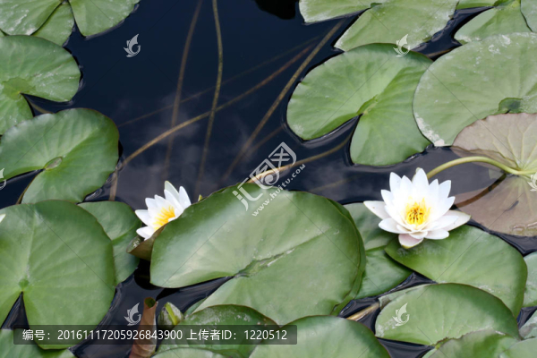 水百合