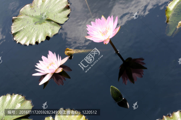 水百合