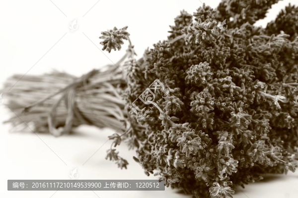 薰衣草