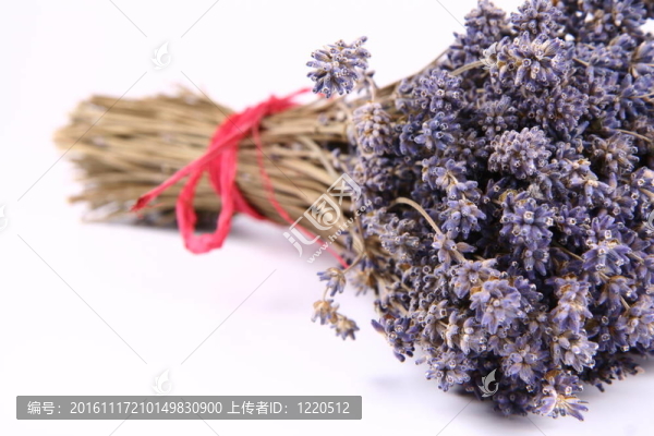干薰衣草
