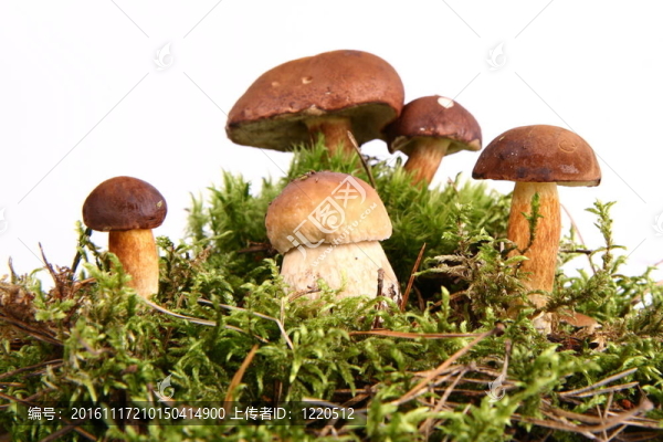 蘑菇