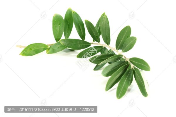 橄欖枝