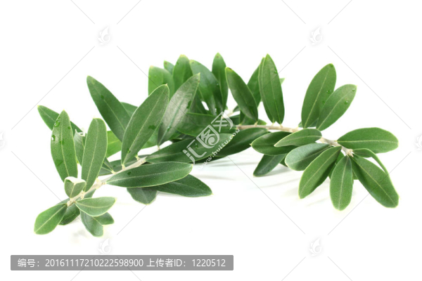 橄欖枝