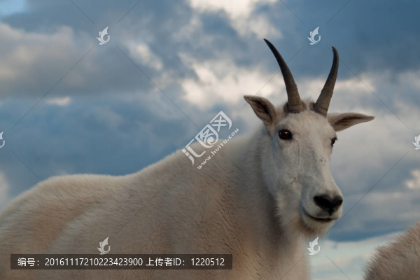 山山羊的孩子