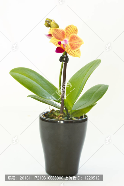蝴蝶蘭