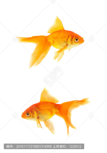 金魚