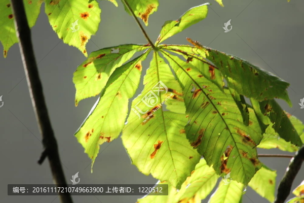 秋板栗