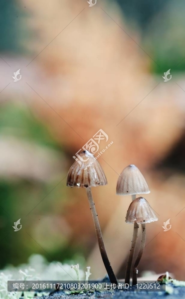 Mycena,inclinata