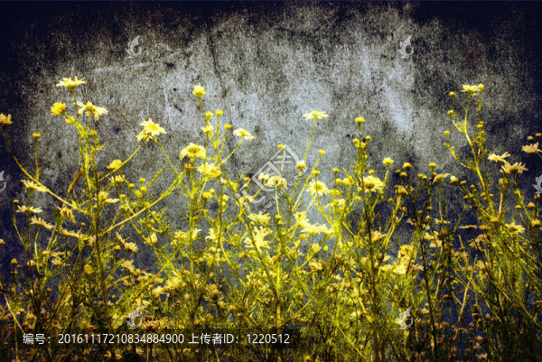 camomiles
