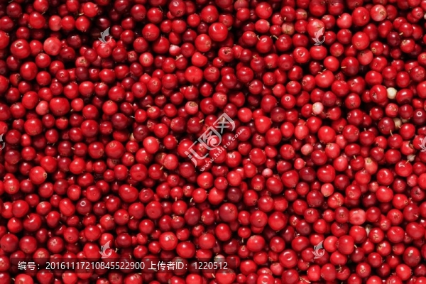 Cowberry或越橘（越桔）