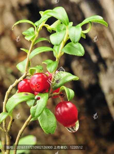 Cowberry。