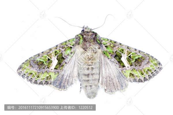 飛蛾