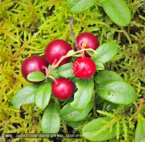 Cowberry。