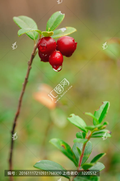 Cowberry。