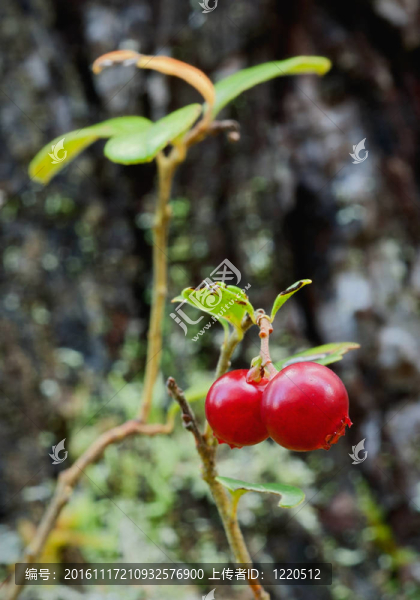 Cowberry。