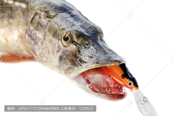 一個矛梅花爪