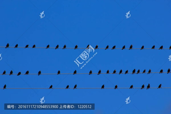 鳥兒在電線上