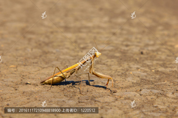 螳螂
