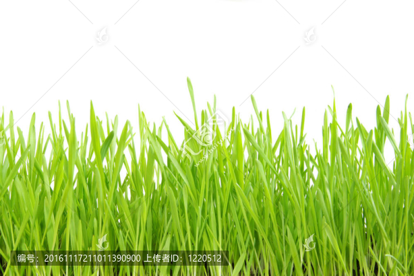 綠色的草