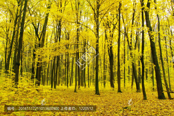 秋天的樹林