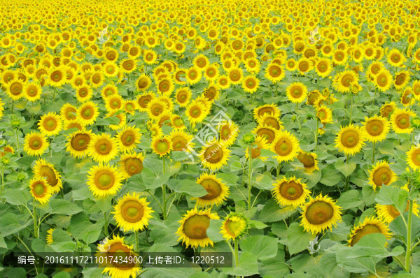向日葵