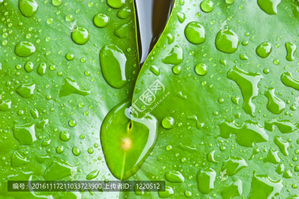 荷葉上的雨滴