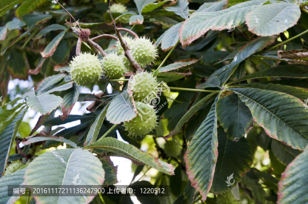 靠近馬栗子樹