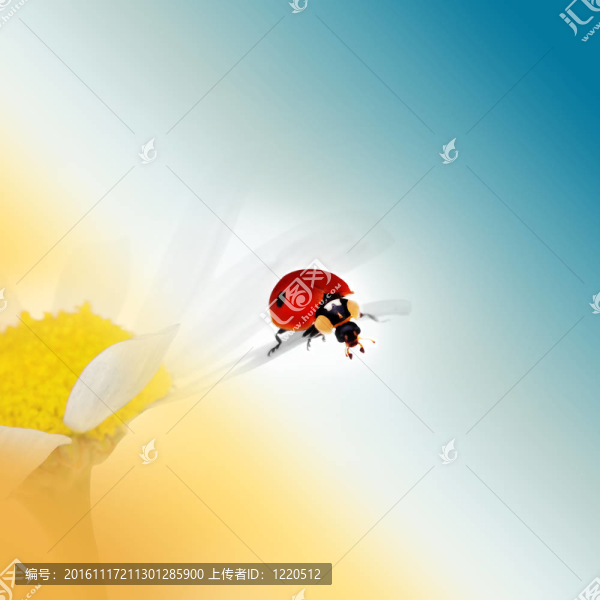 瓢蟲(chóng)在甘菊