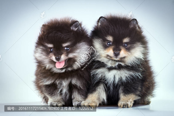 博美犬幼犬