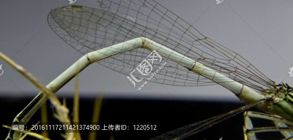 蜻蜓身體的細(xì)節(jié)