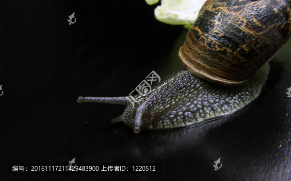 蝸牛上的一個桌面滾動