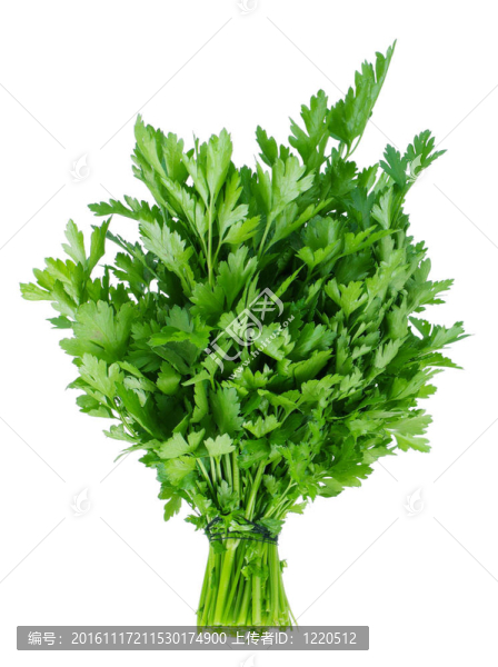 新鮮歐芹