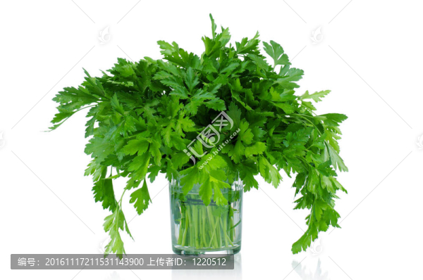 新鮮歐芹