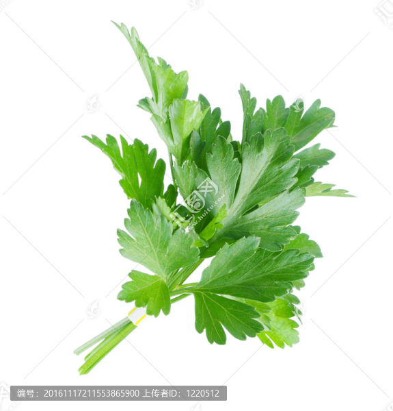 新鮮歐芹